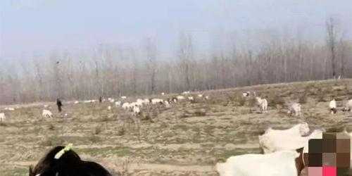 放羊视频,牧歌田园生活画卷