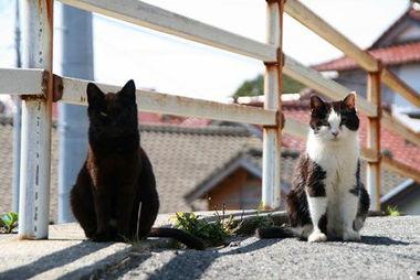 日本猫岛现状,揭秘日本猫咪乐园的繁荣现状”