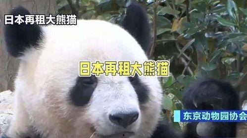 熊猫租借日本,中日友好租借背后的故事