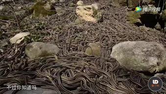 草蛇视频,揭秘自然生态的神奇魅力