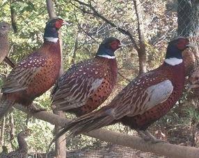 东莞山鸡爆料最新消息,揭秘娱乐圈不为人知的幕后真相