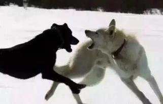 狼吃羊视频,一场惊心动魄的生态对决