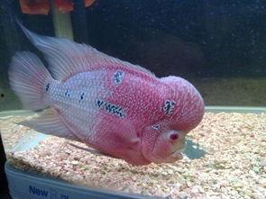 鱼放进肛门的av,鱼儿误入歧途，肛门奇遇背后的真相