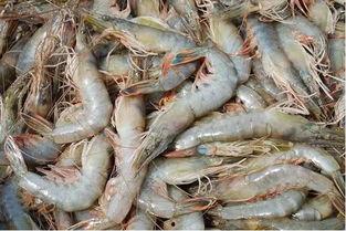 臭鱼烂虾爆料视频下载,臭鱼烂虾爆料视频背后的真相与下载攻略