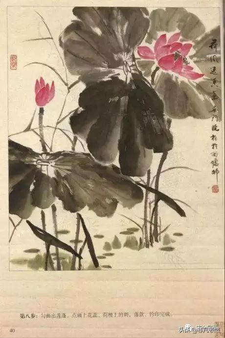 国画荷花视频全集,荷花视频全集赏析