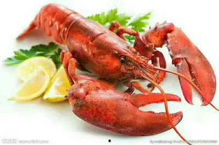 龙虾未删减版在线播放,揭秘幕后真相，带你走进真实海鲜世界